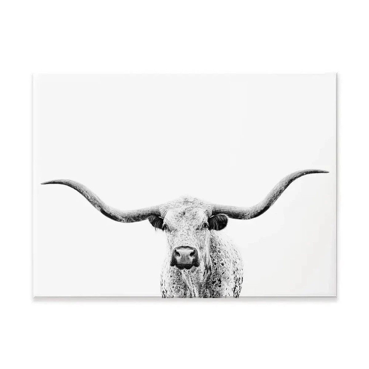 Longhorn Gaze Canvas Print