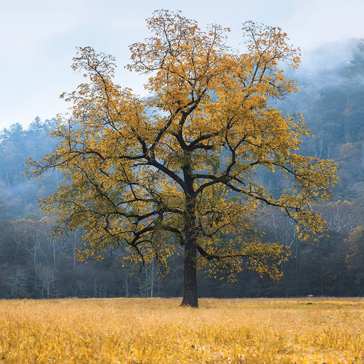 Yellow Tree