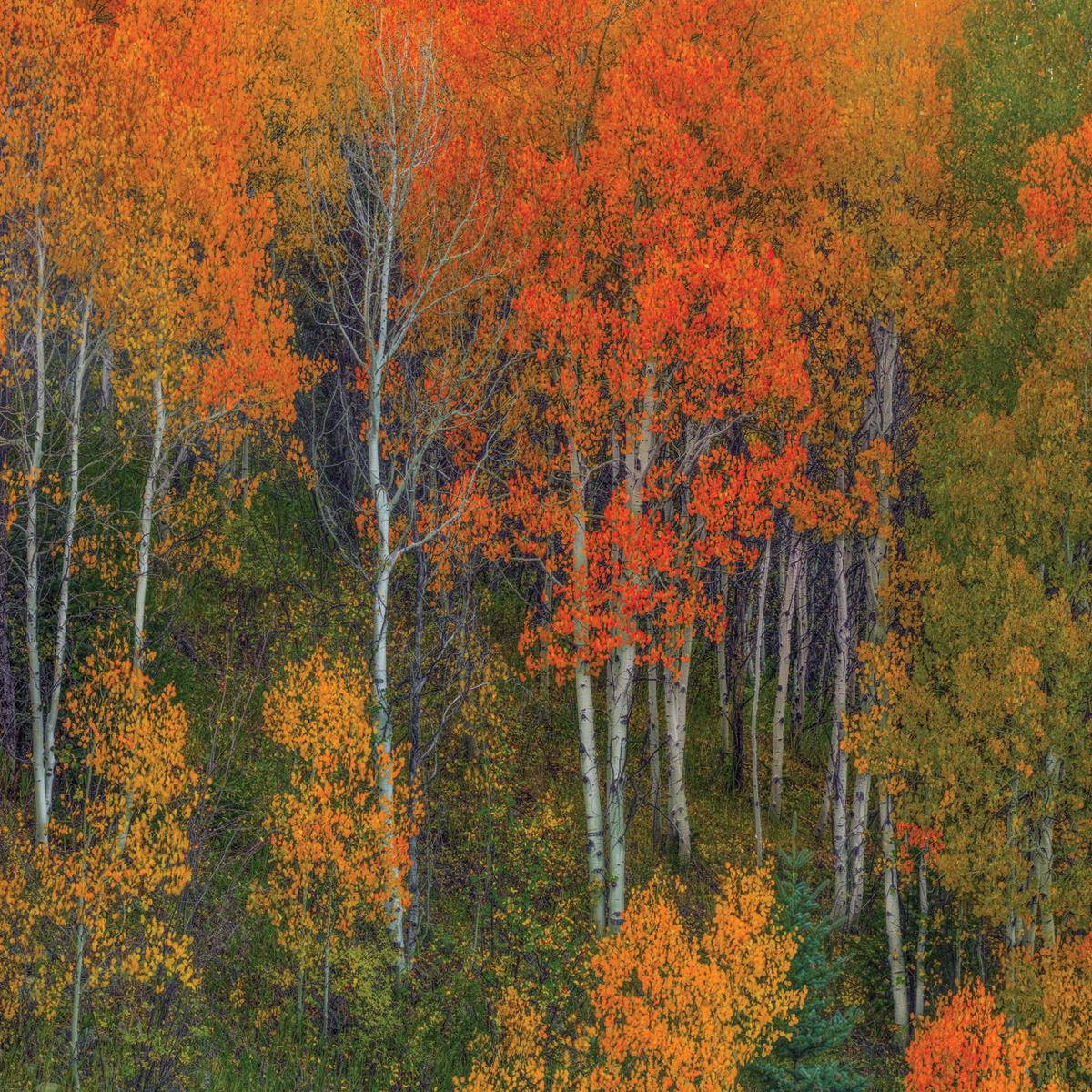 Abounding Color
