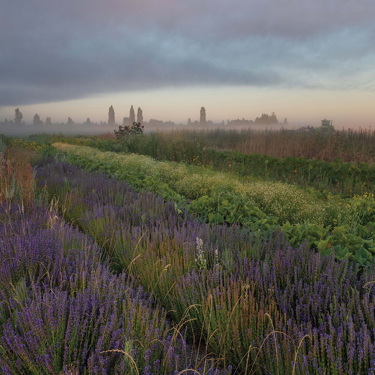 AFTER THE FOG LIFTS